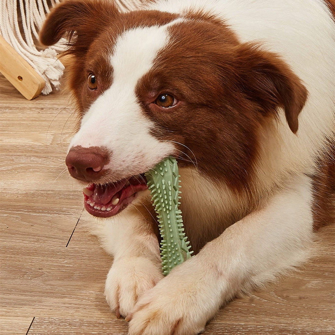 Hunde Kauspielzeug BONEY Kauspielzeug für Hunde – Zahnpflege und Spielspaß in einem