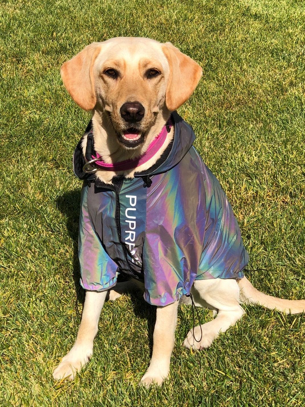 Hundejacke COSMO Reflektierender Winterpullover für Hunde