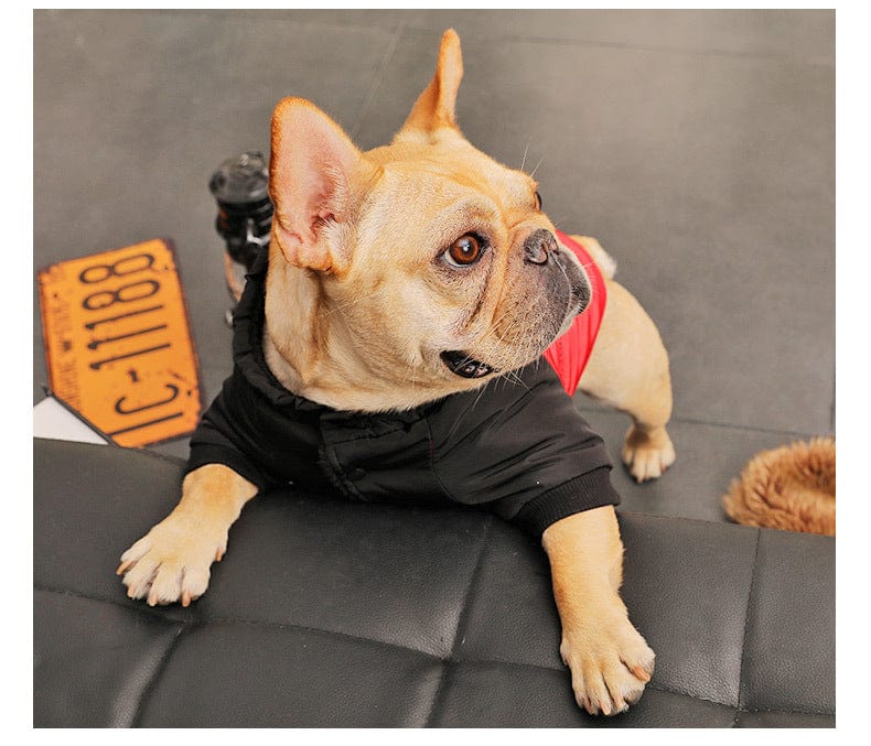 Hundejacke KONG Komfortabler Wintermantel für kleine Hunde
