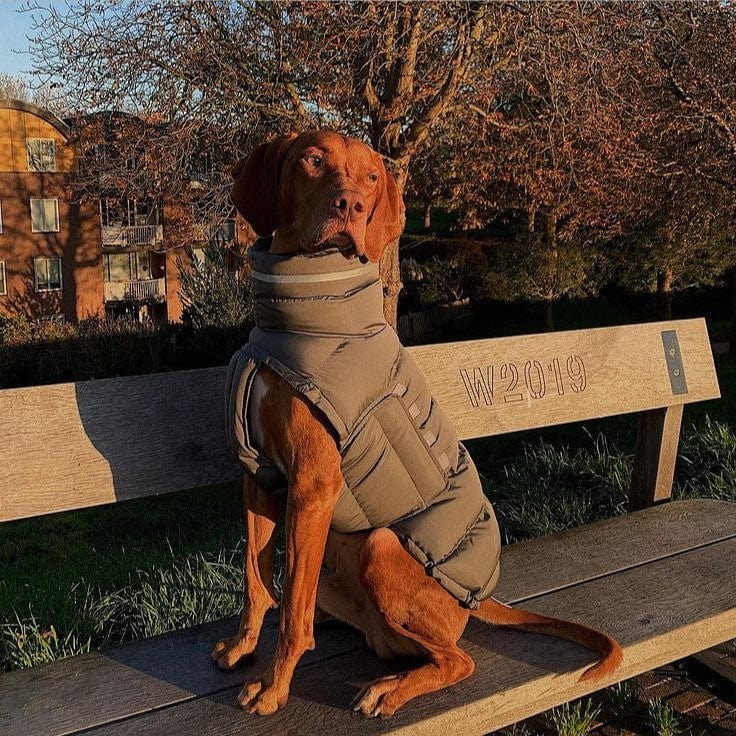 Hundejacke NOVA Nachhaltiger, wasserabweisender Wintermantel für Hunde