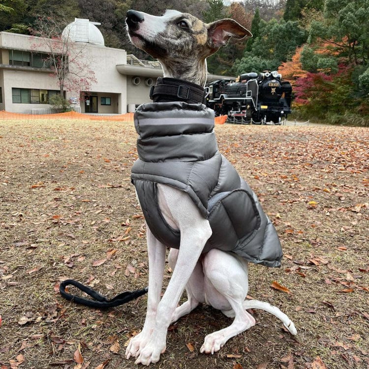 Hundejacke NOVA Nachhaltiger, wasserabweisender Wintermantel für Hunde