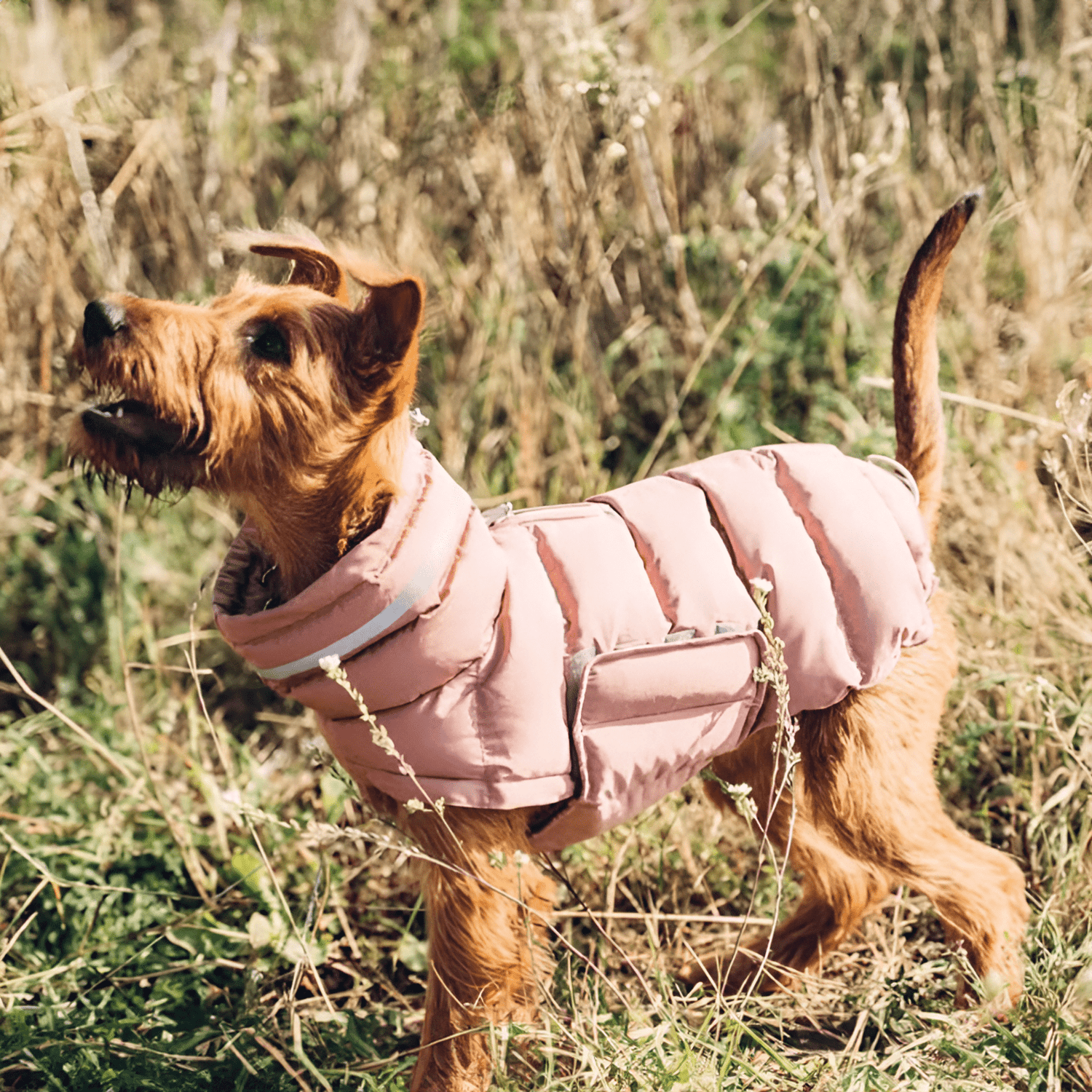 Hundejacke NOVA Nachhaltiger, wasserabweisender Wintermantel für Hunde