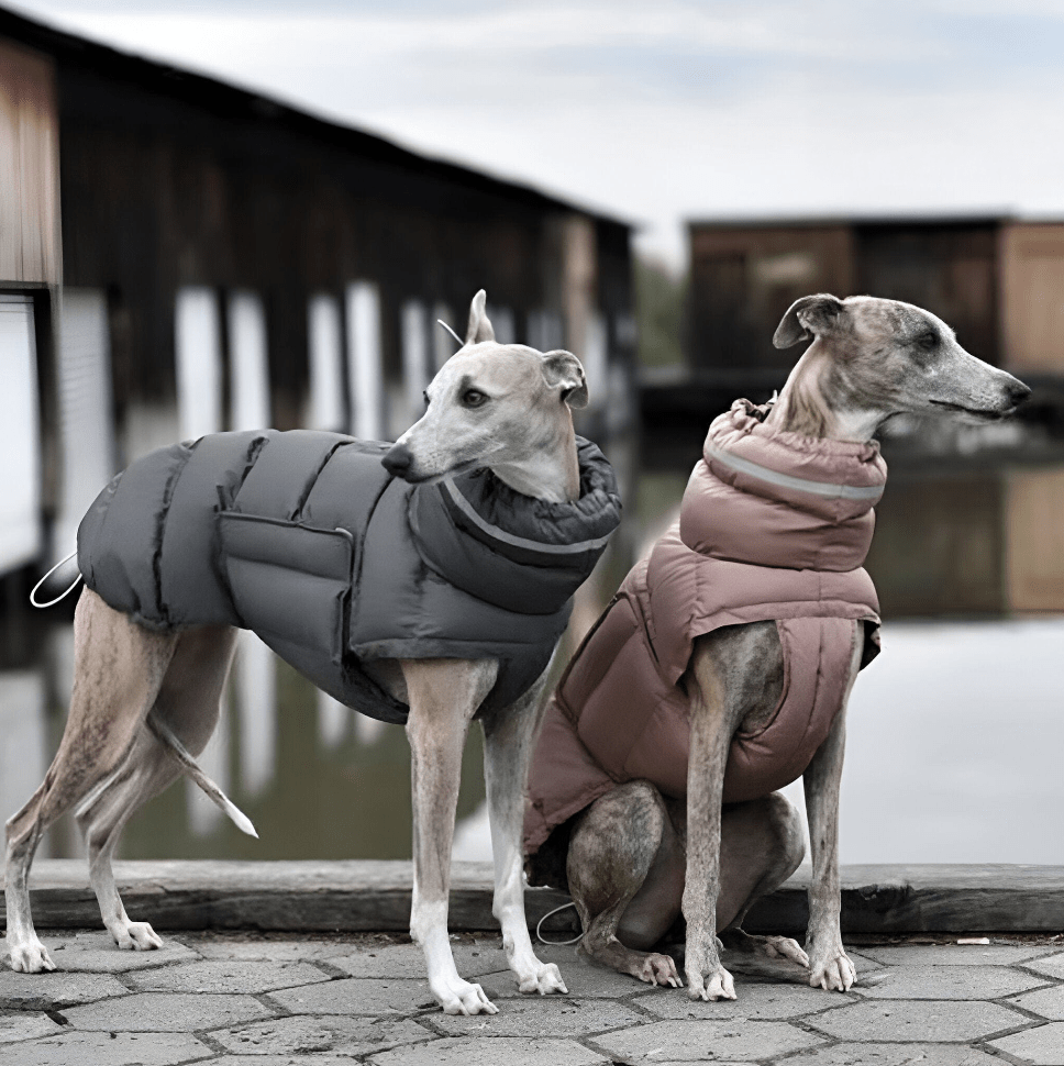 Hundejacke NOVA Nachhaltiger, wasserabweisender Wintermantel für Hunde