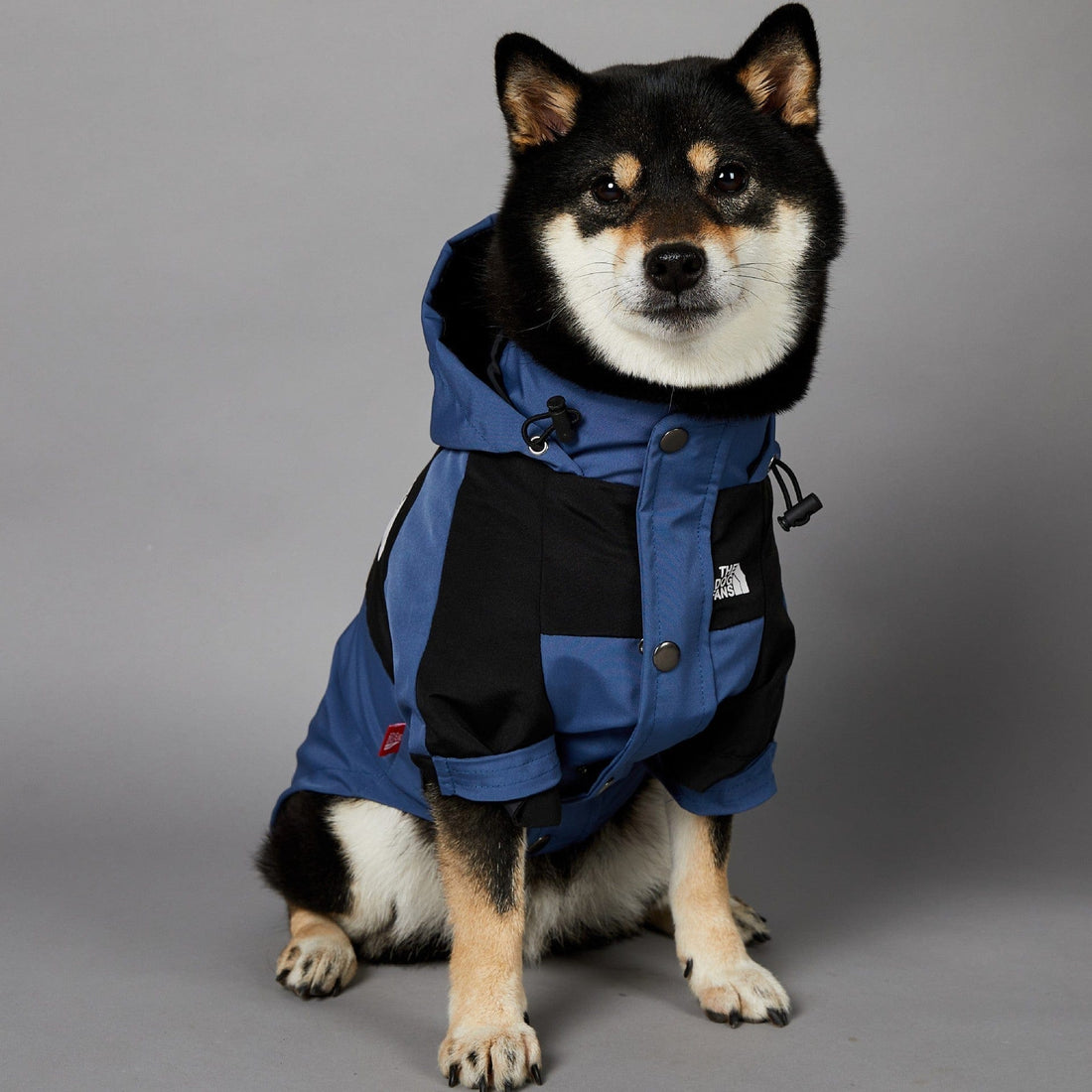 Hundejacke TOTO BLUE Wind- und regensichere Hundejacke M