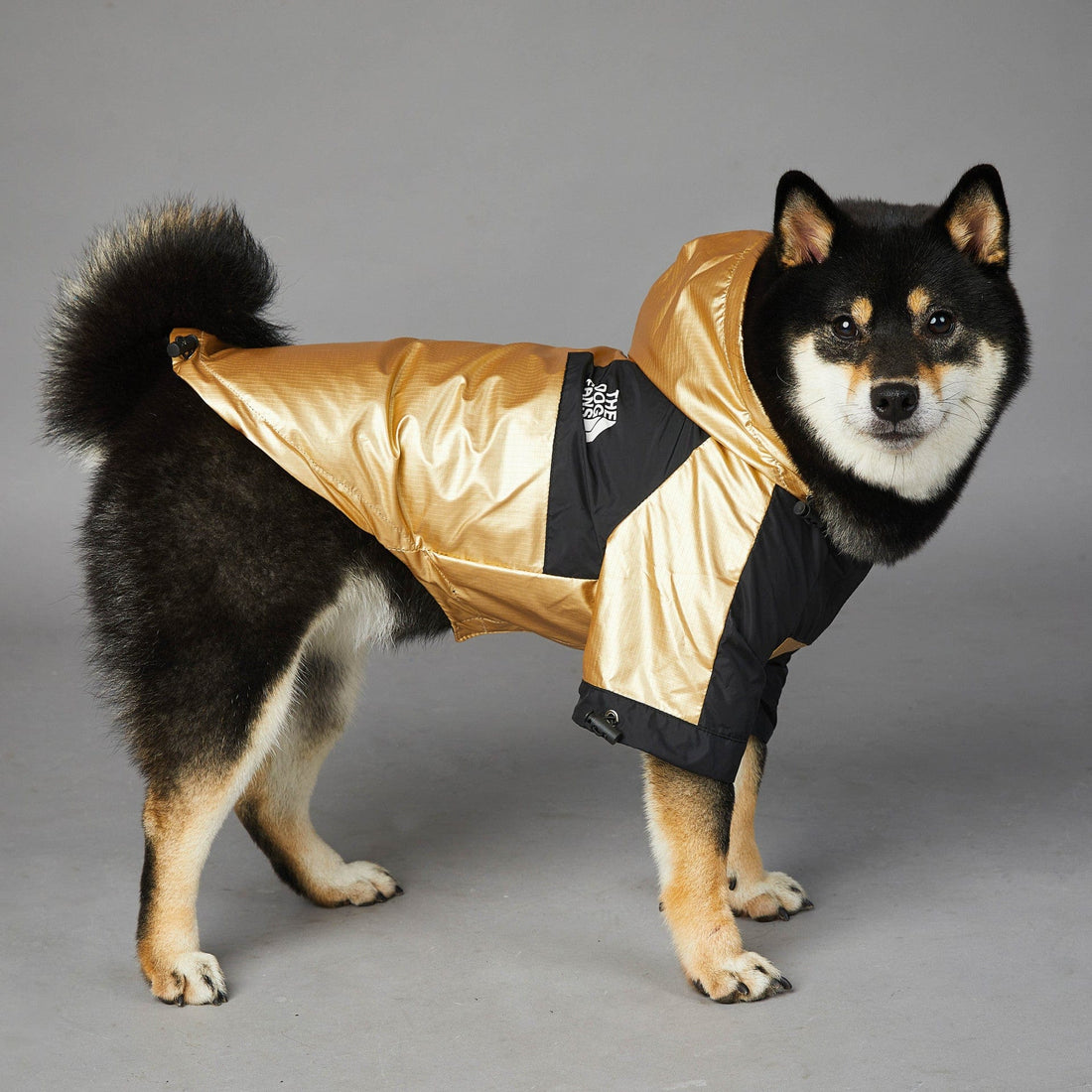 Hundejacke TOTO GOLD Wind- und regensichere Hundejacke