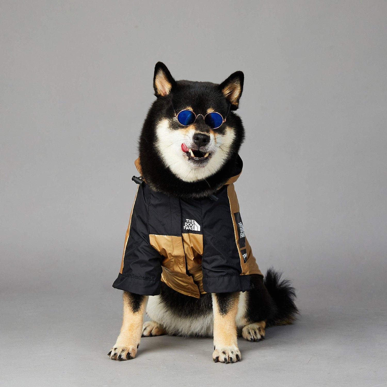 Hundejacke TOTO GOLD Wind- und regensichere Hundejacke