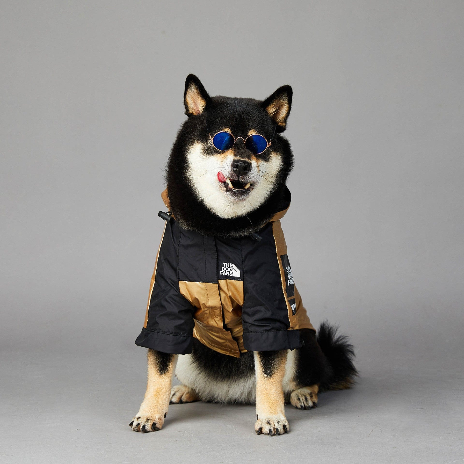 Hundejacke TOTO GOLD Wind- und regensichere Hundejacke
