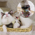 Katzengeschirr BOWIE Katzengeschirr SET mit Leine – Sicher, süß & bequem für stilvolle Katzen London II / S