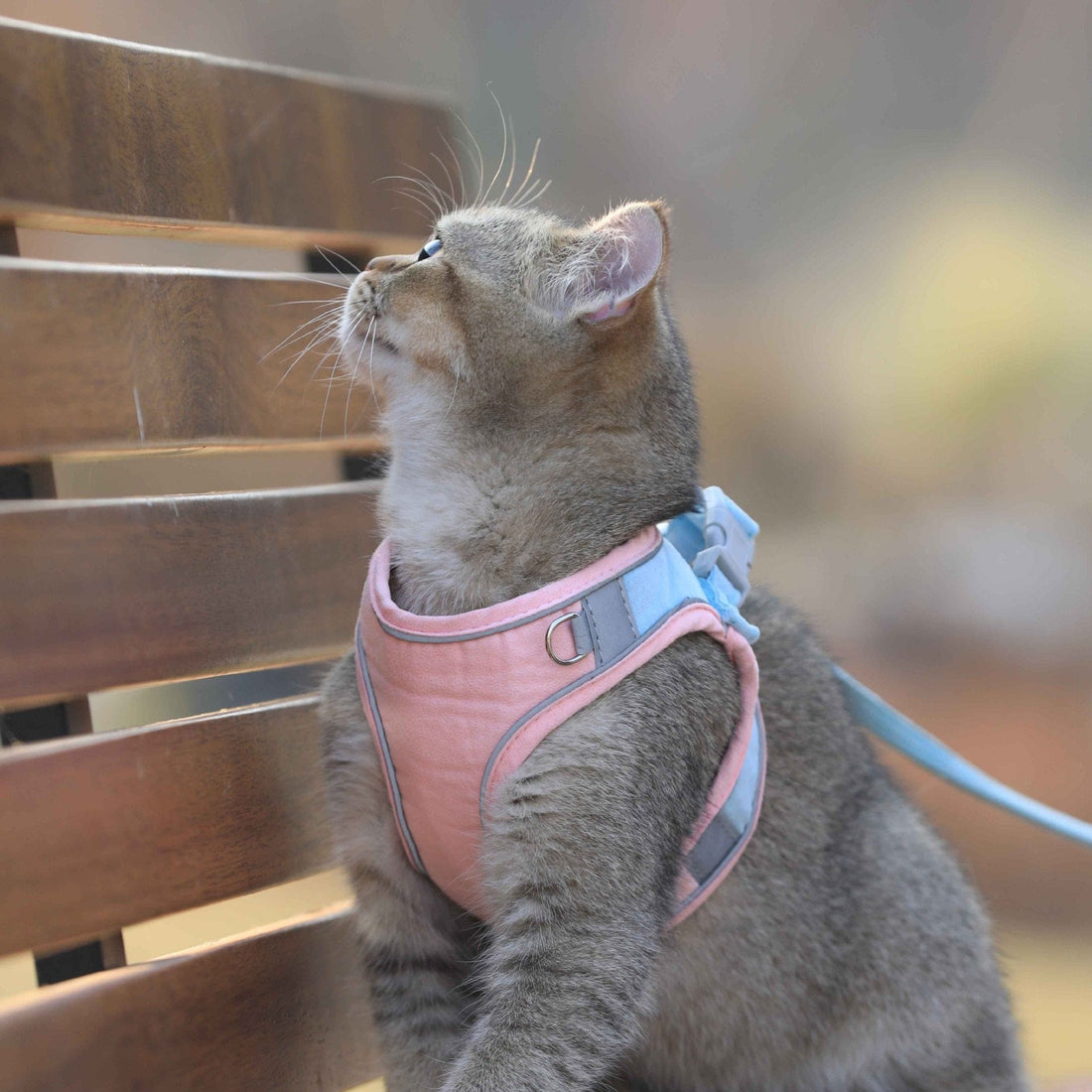 Katzengeschirr HAZEL Katzengeschirr mit Leine SET  – Verstellbar, Sicher &amp; Bequem Pink / XS