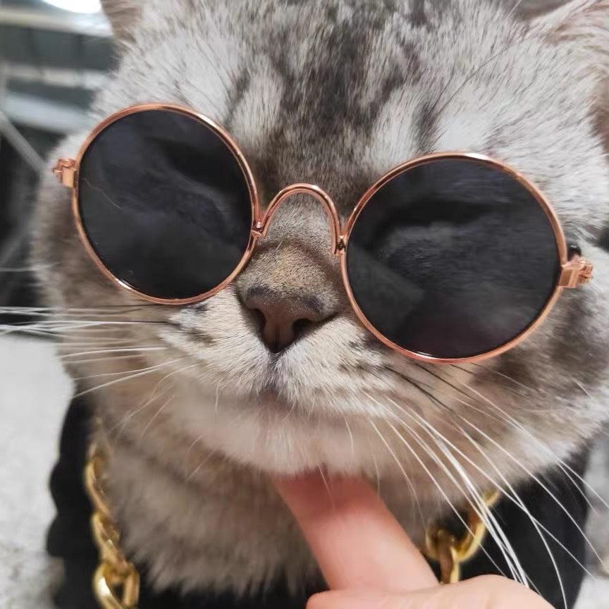 Katzenmode SUNNY Lustige Sonnenbrille - Spaßige Requisiten für Fotoshooting