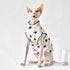 Katzenpullover SPHYNX Süßer Herz-Muster-Pullover für Sphynx & Devon-Rex Katzen Black Heart / XS